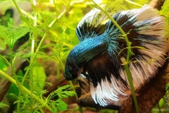 Betta splendens halfmoon butterfly copper - Autore: Steinoff