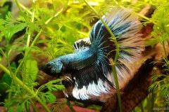 Betta splendens halfmoon butterfly copper - Autore: Steinoff