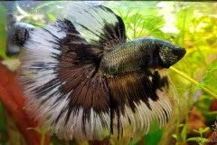 Betta splendens halfmoon butterfly copper - Autore: Steinoff