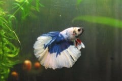 Betta splendens halfmoon marble butterfly - Autore: Dandano