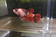 Betta splendens Hmpk koi - Autore: Endler167