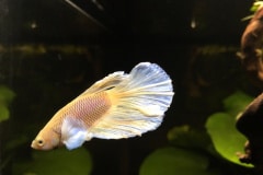 Bettas splendens ananas - Autore: mixe