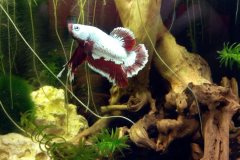 Betta splendens butterfly bianco - Autore: Nereide