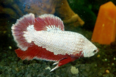 Betta splendens butterfly bianco - Autore: Nereide