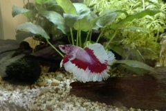 Betta splendens butterfly bianco - Autore: Athos