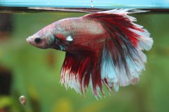 Betta splendens butterfly - Autore: Vittoria