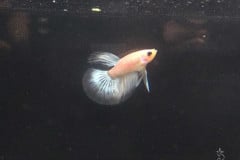 Betta splendens cellophane - Autore: Dandano