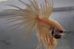 Betta splendens crowntail - Autore: Starman