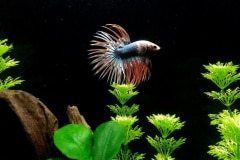 Betta splendens crowntail apache - Autore: Eagle