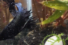 Betta splendens crowntail black orchid - Autore: ale1994G