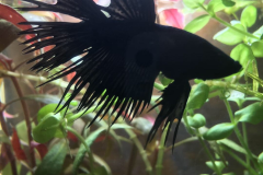 Betta splendens crowntail black orchid - Autore: ale1994G