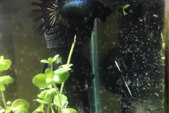 Betta splendens crowntail black orchid - Autore: ale1994G