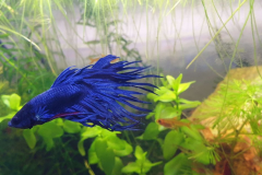 Betta splendens crowntail royal blu - Autore: vocaleantonio