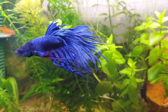 Betta splendens crowntail royal blu - Autore: vocaleantonio