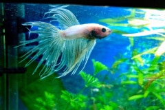 Betta splendens crowntail - Autore: Endler07