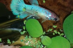 Betta splendens femmina - Autore: Narcos