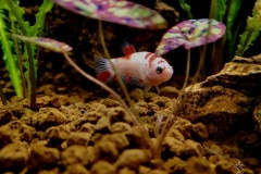 Betta splendens femmina koi  - Autore: Monica