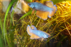 Betta splendens halfMoon - Autore: Steinoff