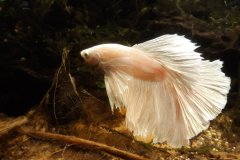 Betta splendens halfmoon bianco - Autore: Dani78