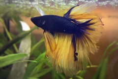 Betta splendens halfmoon bicolor - Autore: frenchwoody