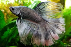 Betta splendens halfmoon metallico - Autore: Steinoff