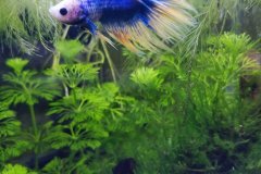 Betta splendens marble - Autore: Giulia.B