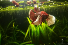 Betta splendens plakat dumbo - Autore: Monica