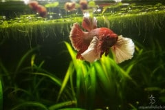 Betta splendens plakat dumbo  - Autore: Monica