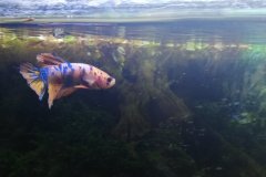 Betta splendens plakat marble - Autore: LucaGrossi