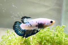 Betta splendens plakat marble - Autore: ale1994G