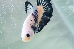 Betta splendens plakat marble - Autore: ale1994G