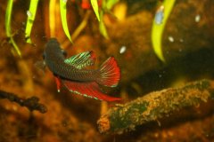 Betta splendens ranong wild - Autore: Giueli