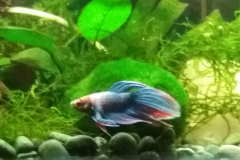 Betta splendens veiltail - Autore: ClaudiaP