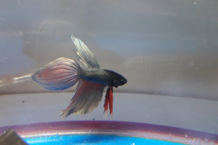 Betta splendens veiltail copper - Autore: Starman