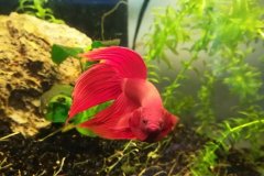 Betta splendens veiltail in parata - Autore: Crab01