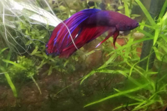 Betta splendens veiltail bicolor - Autore: Freef