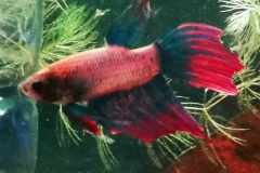 Betta splendens vetail fancy cambodian - Autore: EdmondDantes