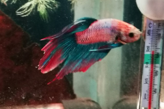 Betta splendens vetail fancy cambodian - Autore: EdmondDantes