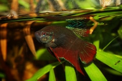 Betta splendens  ranong wild - Autore: Giueli