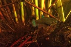 Betta splendens  ranong wild femmina - Autore: Giueli