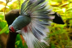 Betta splendens halfmoon - Autore: Steinoff