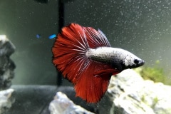 Betta splendens halfmoon dragon copper - Autore: Luke