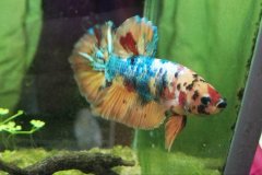 Betta splendens plakat koi - Autore: LucaGrossi