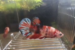 Betta splendens plakat koi - Autore: Endler167