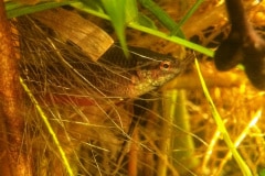 Betta splendens  ranong wild femmina - Autore: Giueli