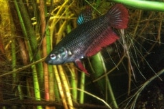 Betta splendens  ranong wild femmina con ovopositore - Autore: Giueli