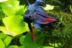 Betta splendens  - Autore: Monica