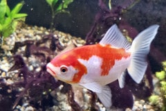 Carassius auratus sp. - Autore: HCanon