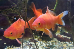 Carassius auratus sp. - Autore: HCanon