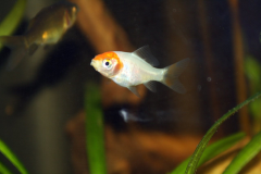 Carassius auratus sp. - Autore: Luca.s